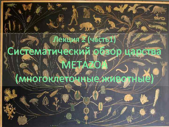 Лекция 2 (часть1) Систематический обзор царства METAZOA (многоклеточные животные) 