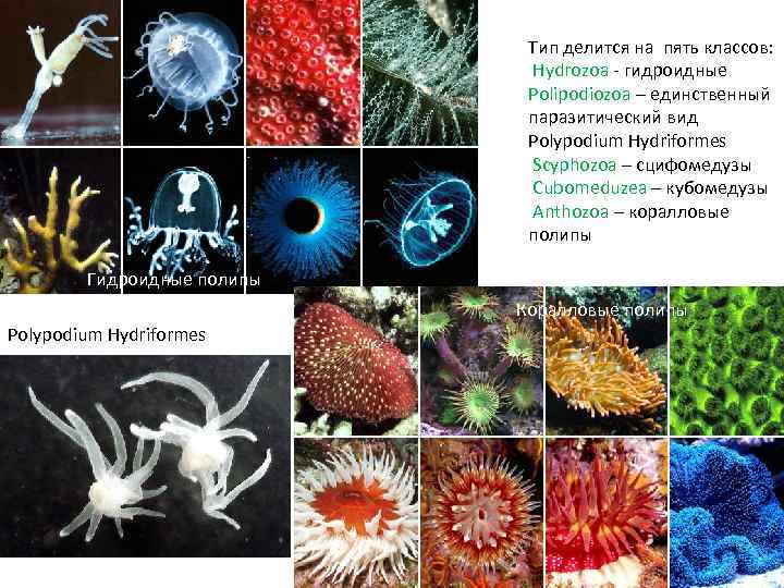 Тип делится на пять классов: Hydrozoa - гидроидные Polipodiozoa – единственный паразитический вид Polypodium