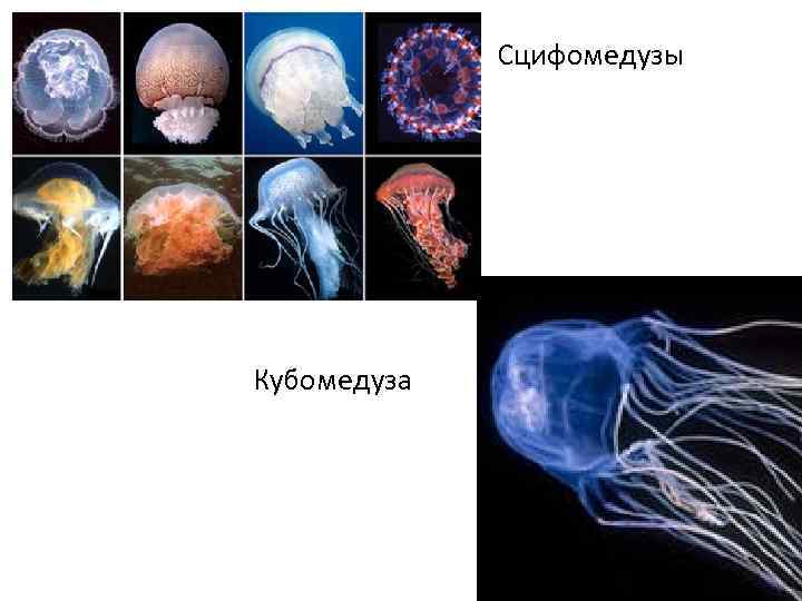 Сцифомедузы Кубомедуза 