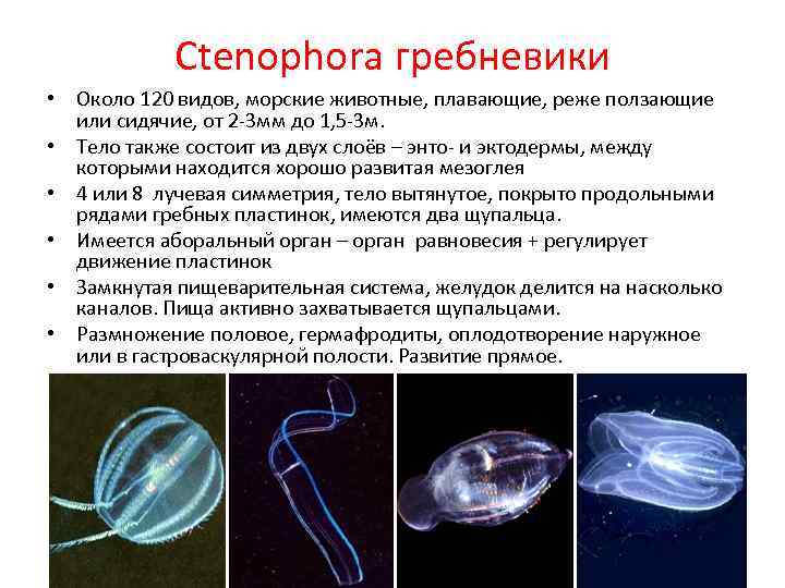 Ctenophora гребневики • Около 120 видов, морские животные, плавающие, реже ползающие или сидячие, от