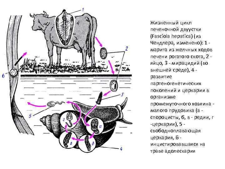 Жизненный цикл печеночной двуустки (Fasciola hepatica) (из Чендлера, изменено): 1 марита из желчных ходов