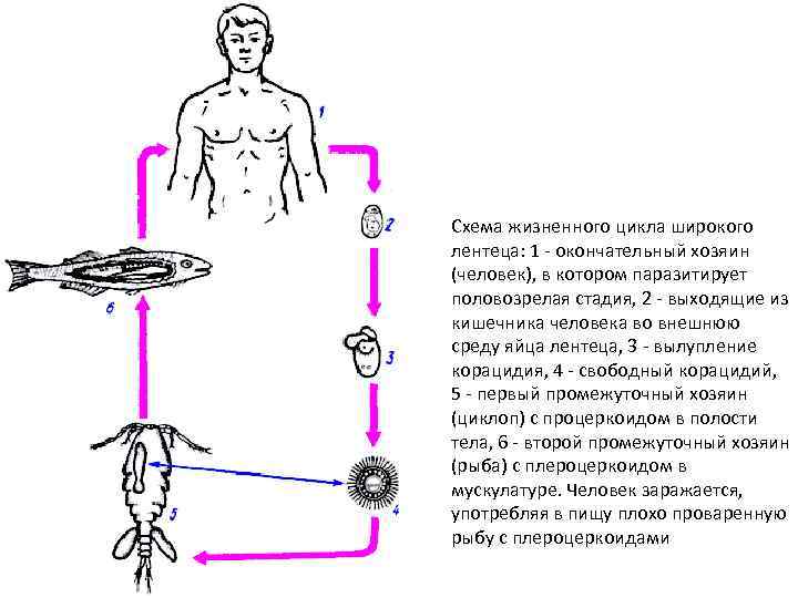 Какой цифрой обозначена на рисунке половозрелая стадия широкого лентеца