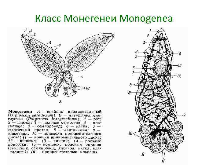Класс Монегенеи Monogenea 