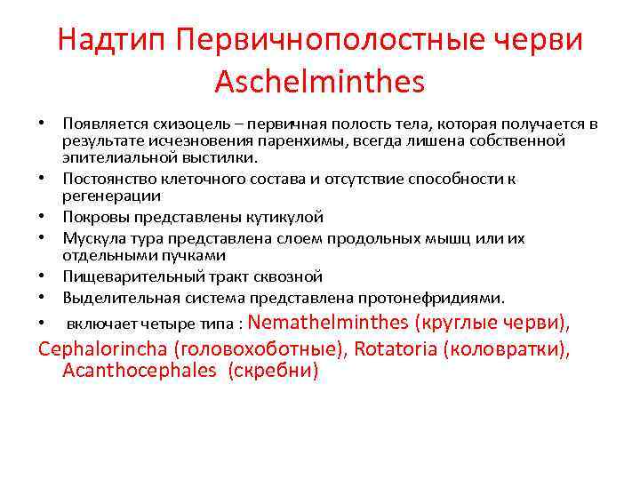 Надтип Первичнополостные черви Aschelminthes • Появляется схизоцель – первичная полость тела, которая получается в