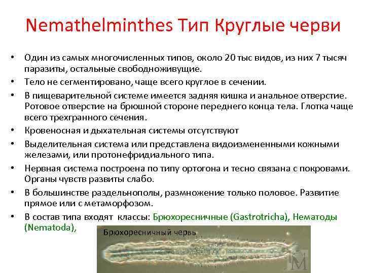 Nemathelminthes Тип Круглые черви • Один из самых многочисленных типов, около 20 тыс видов,