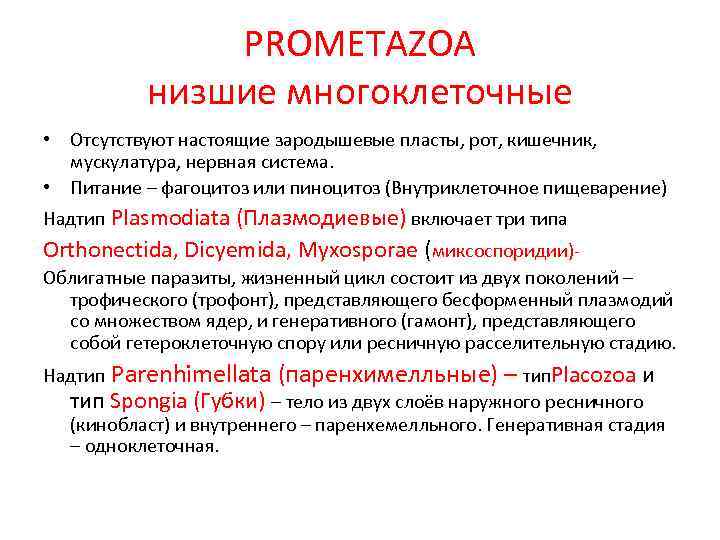 PROMETAZOA низшие многоклеточные • Отсутствуют настоящие зародышевые пласты, рот, кишечник, мускулатура, нервная система. •