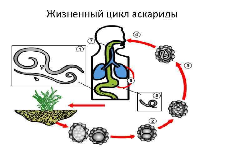 Жизненный цикл аскариды 