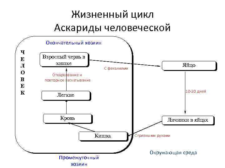 Можно ли считать человека промежуточным хозяином аскариды. Схема развития аскариды.