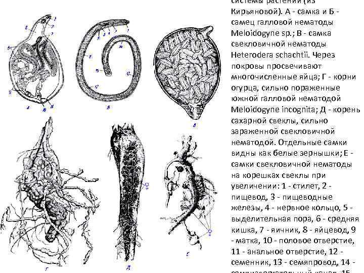 системы растений (из Кирьяновой). А - самка и Б самец галловой нематоды Meloidogyne sp.