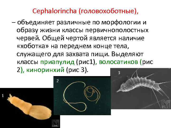 Cephalorincha (головохоботные), – объединяет различные по морфологии и образу жизни классы первичнополостных червей. Общей
