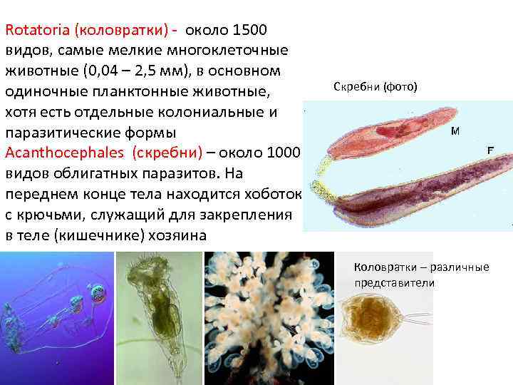 Rotatoria (коловратки) - около 1500 видов, самые мелкие многоклеточные животные (0, 04 – 2,