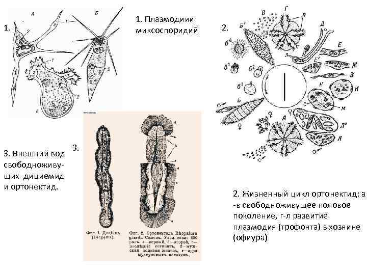 1. Плазмодиии миксоспоридий 1. 3. Внешний вод свободноживущих дициемид и ортонектид. 2. 3. 2.