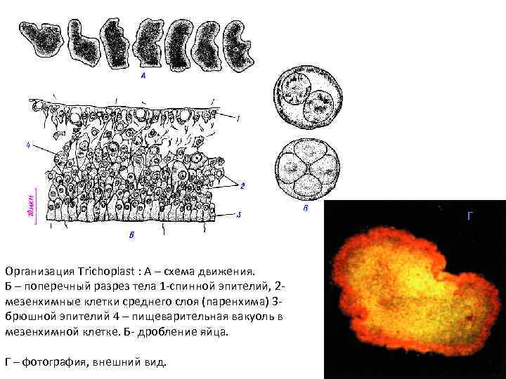 Г Организация Trichoplast : А – схема движения. Б – поперечный разрез тела 1