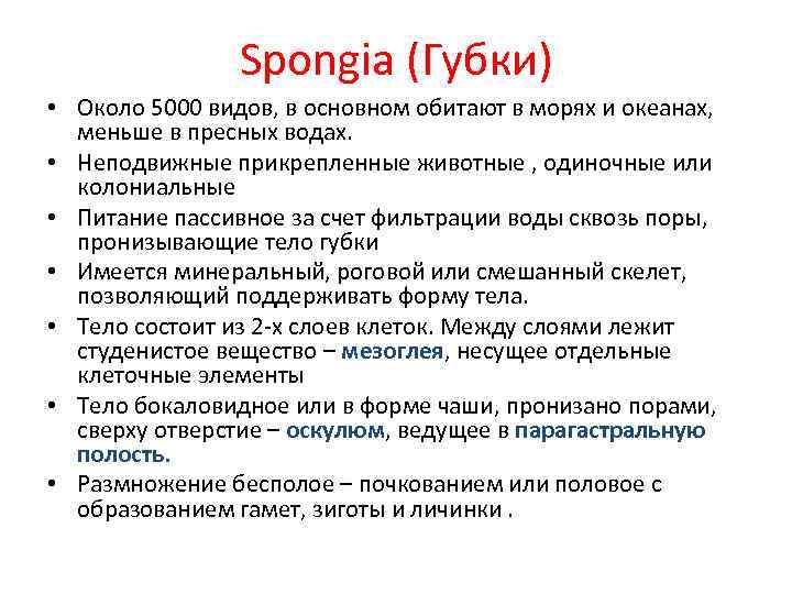 Spongia (Губки) • Около 5000 видов, в основном обитают в морях и океанах, меньше