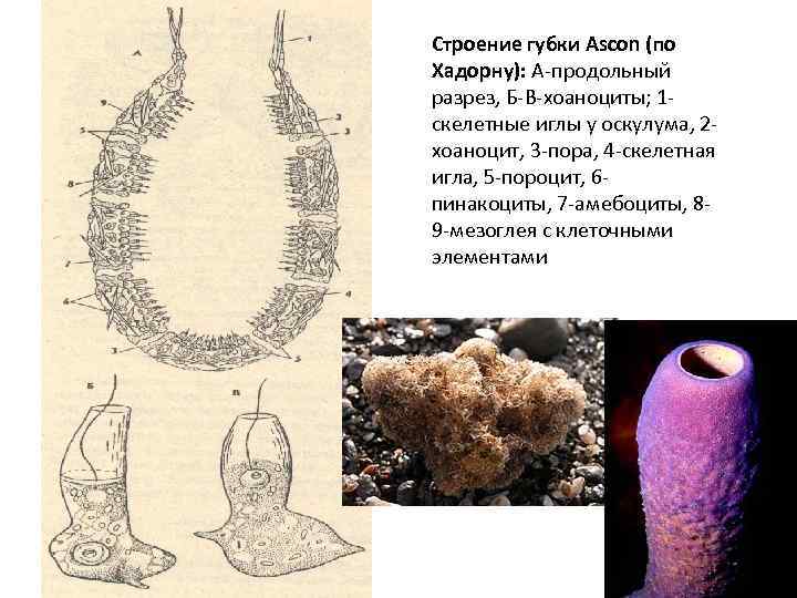 Строение губки Ascon (по Хадорну): А-продольный разрез, Б-В-хоаноциты; 1 скелетные иглы у оскулума, 2