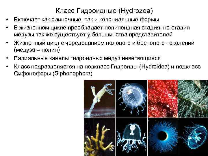 Класс гидроидные. Колониальные формы гидроидных. Класс Гидроидные жизненный цикл. Класс Гидроидные (Hydrozoa) жизненный цикл. Колониальные Гидроидные полипы.