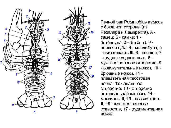 Речной рак Potamobius astacus с брюшной стороны (из Резелера и Лампрехта). А самец; Б