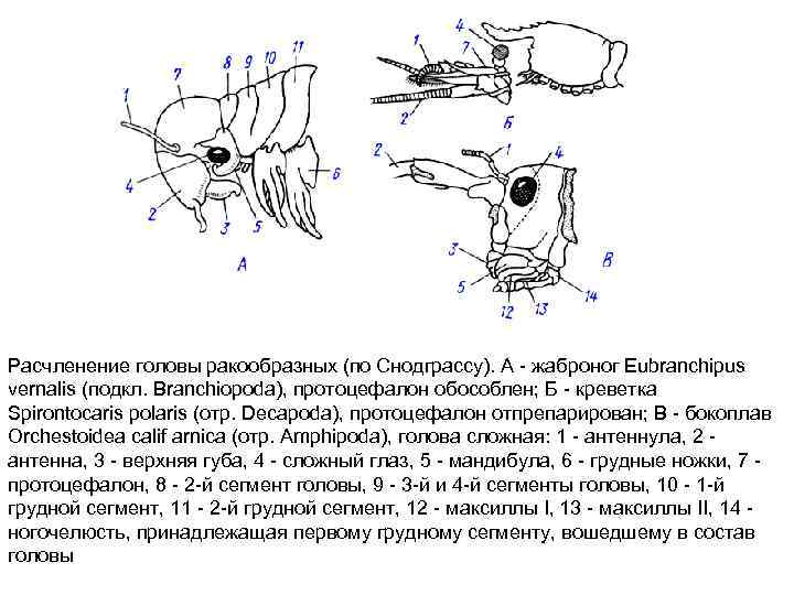 Расчленение головы ракообразных (по Снодграссу). А - жаброног Eubranchipus vernalis (подкл. Branchiopoda), протоцефалон обособлен;