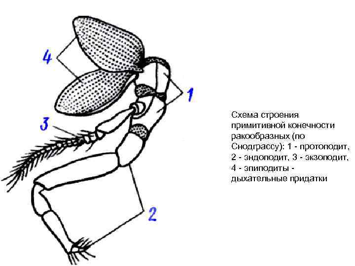 Схема строения примитивной конечности ракообразных (по Снодграссу): 1 - протоподит, 2 - эндоподит, 3