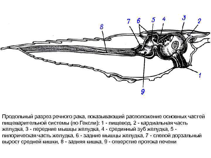 Продольный разрез. Продольный разрез реки. Пилорический желудок у ракообразных. Покажите продольный надрез. Пилорические выросты у черепах.