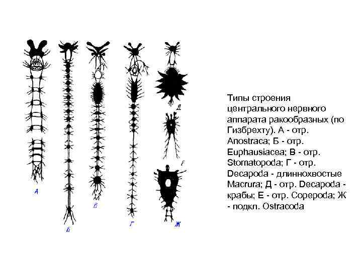 Нервная система ракообразных схема
