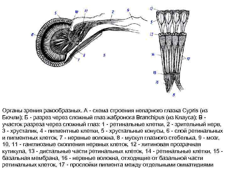 Органы зрения у ракообразных. Строение глаза ракообразных. Строение органов зрения у ракообразных. Строение сложного глаза ракообразных. Особенности строения органов зрения у ракообразных.