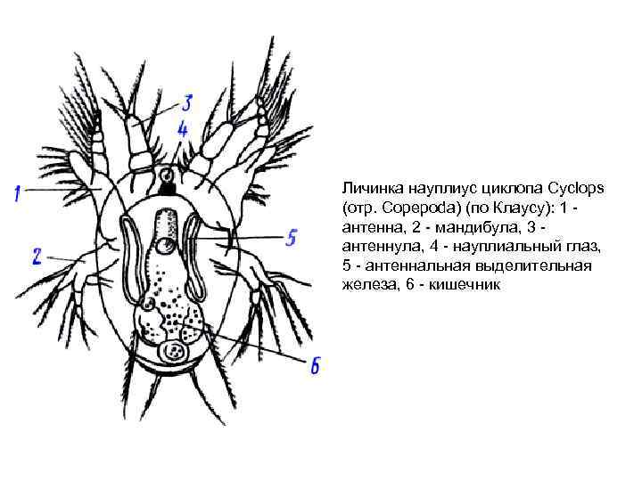 Личинка науплиус циклопа Cyclops (отр. Сорероda) (по Клаусу): 1 антенна, 2 - мандибула, 3