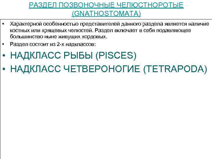 РАЗДЕЛ ПОЗВОНОЧНЫЕ ЧЕЛЮСТНОРОТЫЕ (GNATHOSTOMAТА) • • Характерной особенностью представителей данного раздела является наличие костных