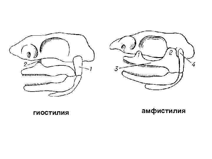 гиостилия амфистилия 