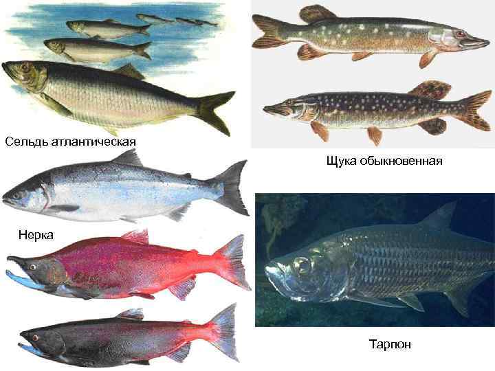 Сельдь атлантическая Щука обыкновенная Нерка Тарпон 