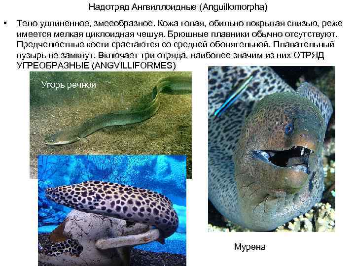 Надотряд Ангвиллоидные (Anguillomorpha) • Тело удлиненное, змееобразное. Кожа голая, обильно покрытая слизью, реже имеется