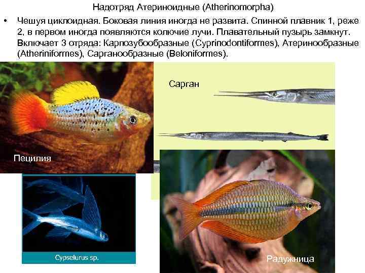 Надотряд Атериноидные (Atherinomorpha) • Чешуя циклоидная. Боковая линия иногда не развита. Спинной плавник 1,