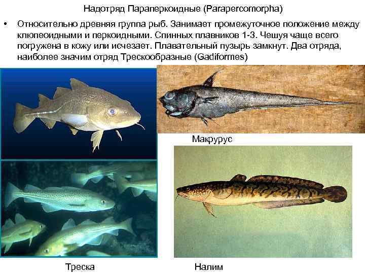 Назовите черты строения древней группы рыб. Древние группы рыб. Клюпеоидные рыбы. Надотряд: параперкоидные: -отряд Трескообразные. Наиболее древняя группа рыб.