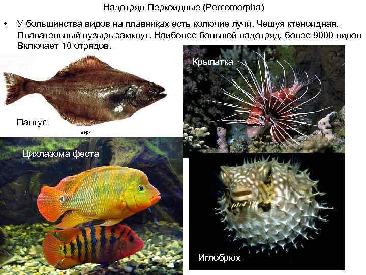 Надотряд Перкоидные (Percomorpha) • У большинства видов на плавниках есть колючие лучи. Чешуя ктеноидная.