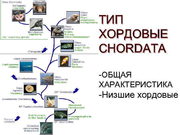 ТИП ХОРДОВЫЕ CHORDATA -ОБЩАЯ ХАРАКТЕРИСТИКА -Низшие хордовые 