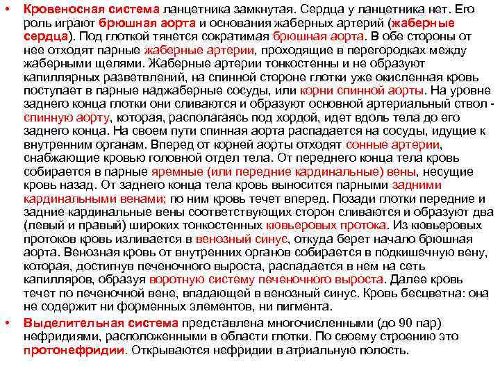  • • Кровеносная система ланцетника замкнутая. Сердца у ланцетника нет. Его роль играют