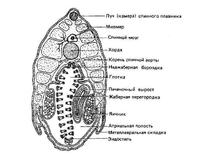 Схема классификации типа хордовых