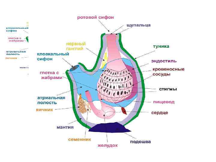 Схема классификации типа хордовых