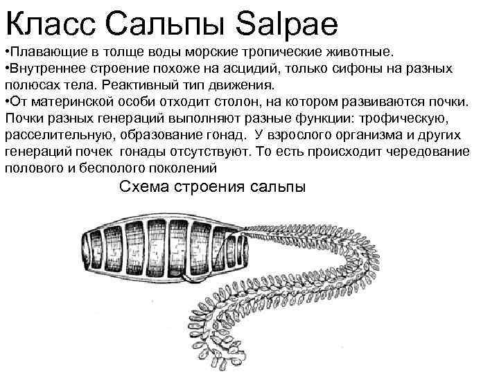 Класс Сальпы Salpae • Плавающие в толще воды морские тропические животные. • Внутреннее строение