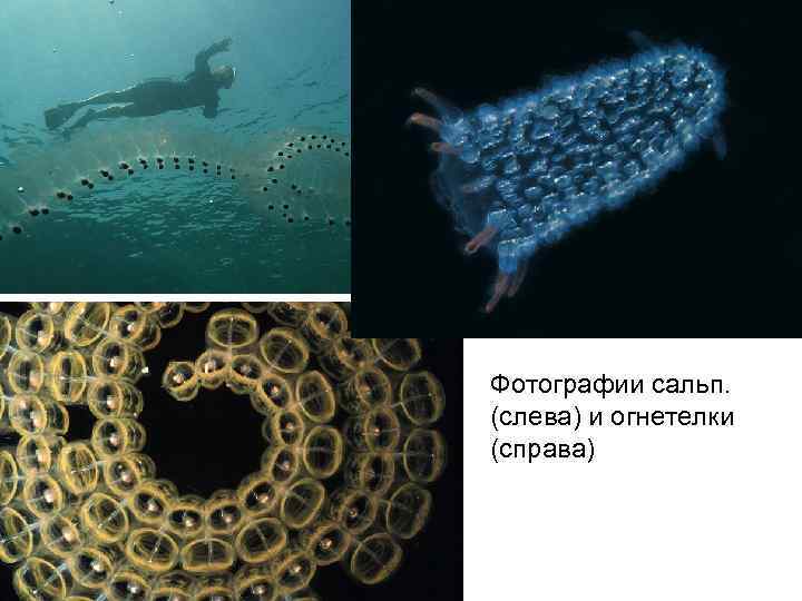 Фотографии сальп. (слева) и огнетелки (справа) 