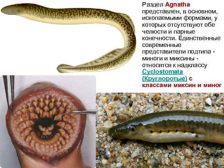 Раздел Agnatha представлен, в основном, ископаемыми формами, у которых отсутствуют обе челюсти и парные