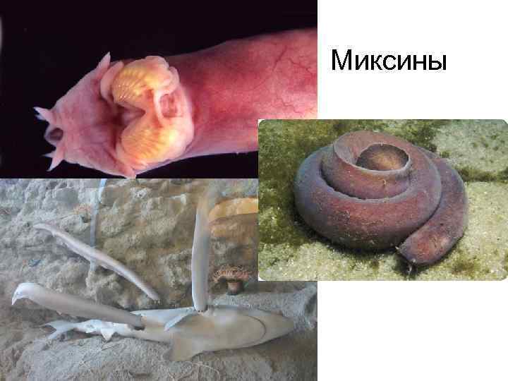 Миксины 