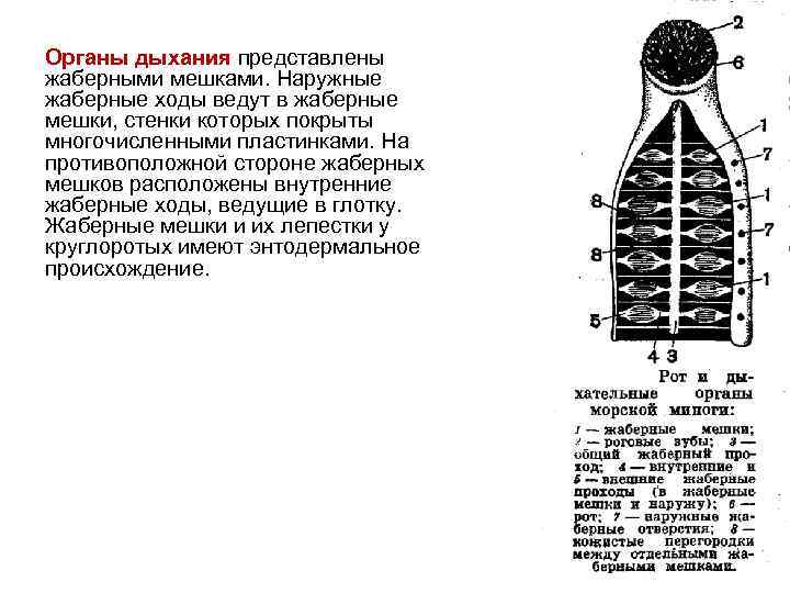 Хода вели. Дыхательная система миноги схема. Схему жаберный аппарат миноги. Дыхательный аппарат миноги. Жаберные мешки миноги.