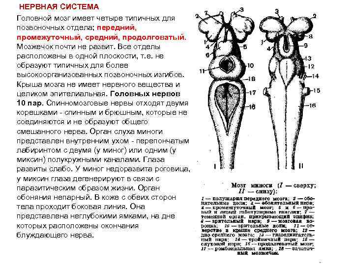  НЕРВНАЯ СИСТЕМА Головной мозг имеет четыре типичных для позвоночных отдела; передний, промежуточный, средний,