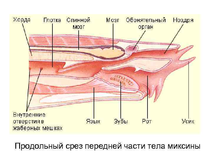 Продольный срез передней части тела миксины 
