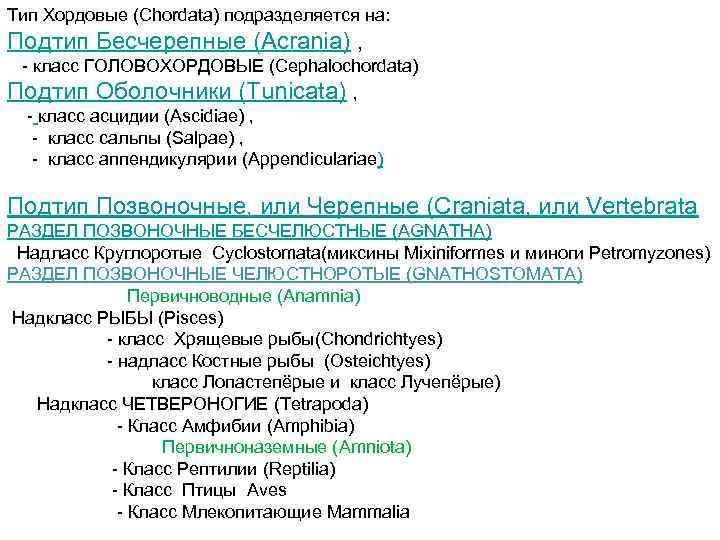 Тип Хордовые (Chordata) подразделяется на: Подтип Бесчерепные (Acrania) , - класс ГОЛОВОХОРДОВЫЕ (Cephalochordata) Подтип