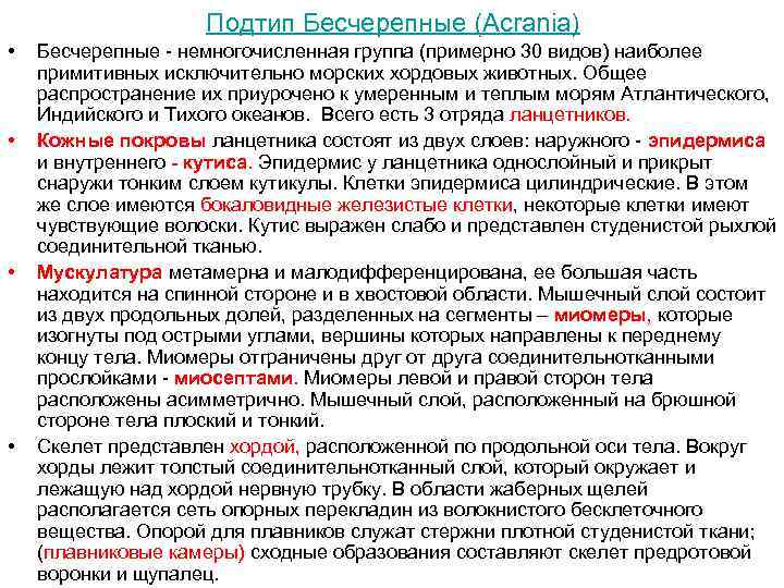 Подтип Бесчерепные (Acrania) • • Бесчерепные - немногочисленная группа (примерно 30 видов) наиболее примитивных