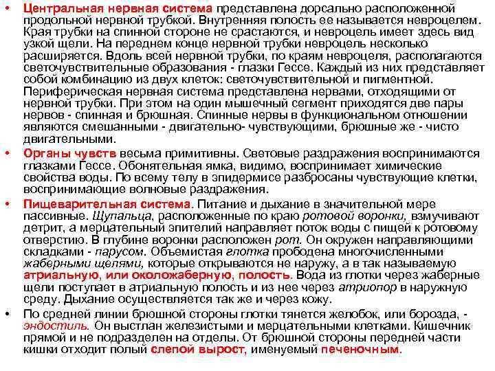  • • Центральная нервная система представлена дорсально расположенной продольной нервной трубкой. Внутренняя полость
