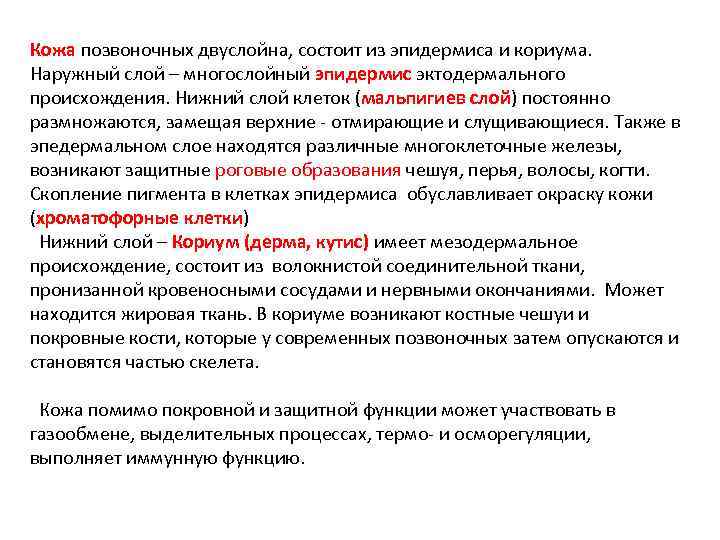 Кожа позвоночных двуслойна, состоит из эпидермиса и кориума. Наружный слой – многослойный эпидермис эктодермального