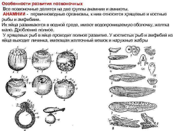 Стадии развития костной рыбы